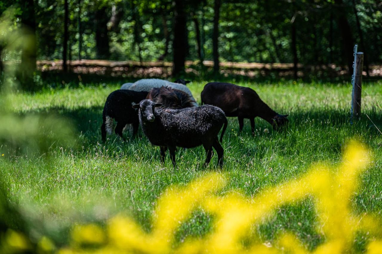Chata Jarzebata Wisła Eksteriør billede